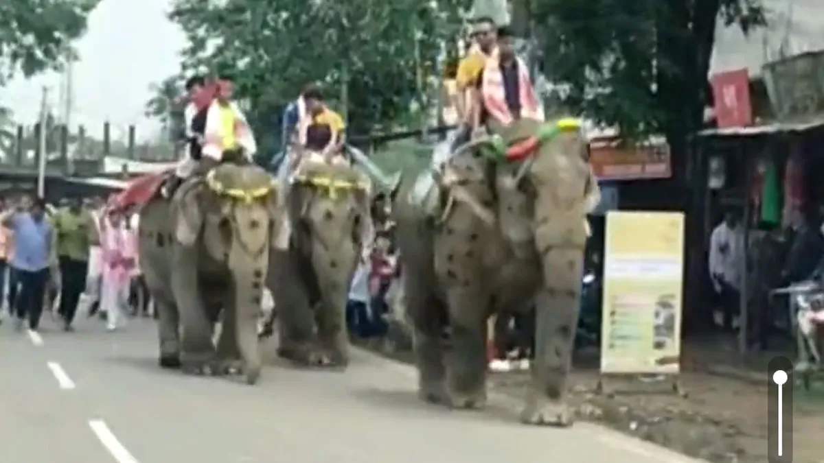 Rongali Bihu Elephant race, Elephant race Video, Elephant race News, Sivasagar- India TV Hindi