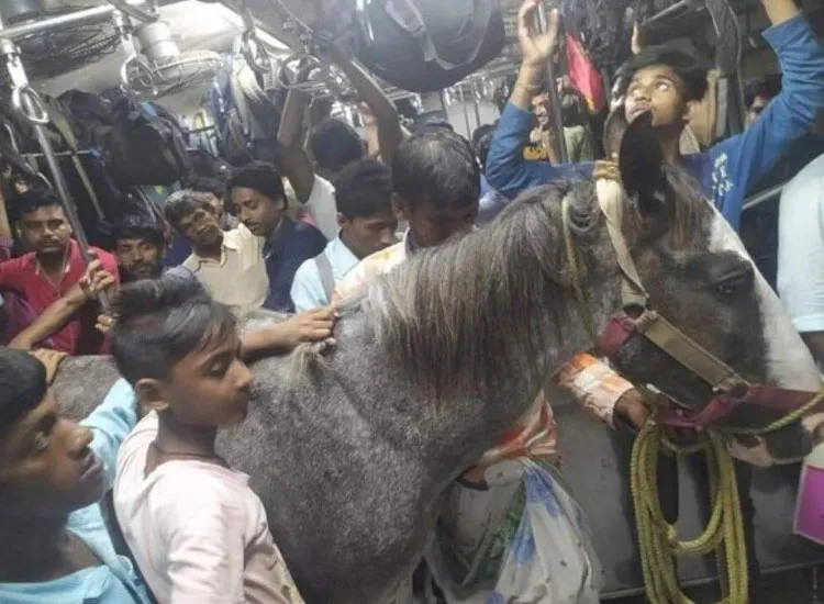 horse travelling in crowded train- India TV Hindi