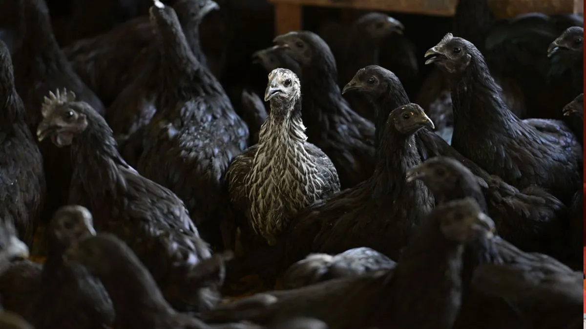 Two thousand chicks of Kadaknath breed sent to Dhoni's poultry farm.- India TV Hindi