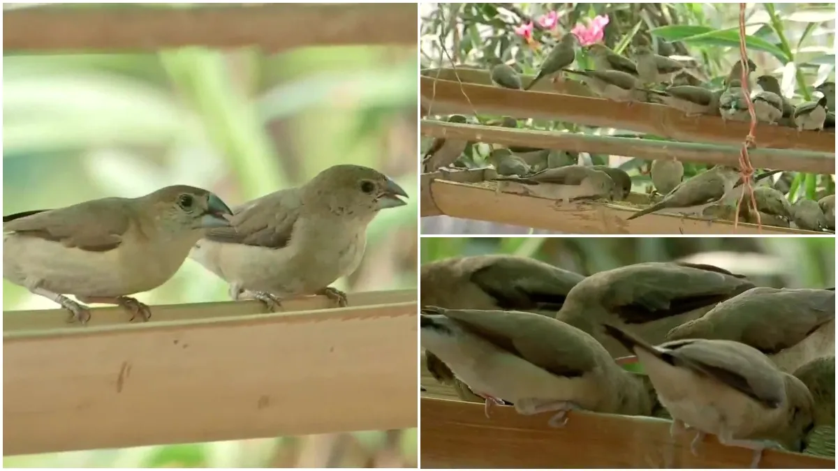 Jayant Tendulkar made 'Mini Bird Century' in Nagpur, is being praised on social media- India TV Hindi