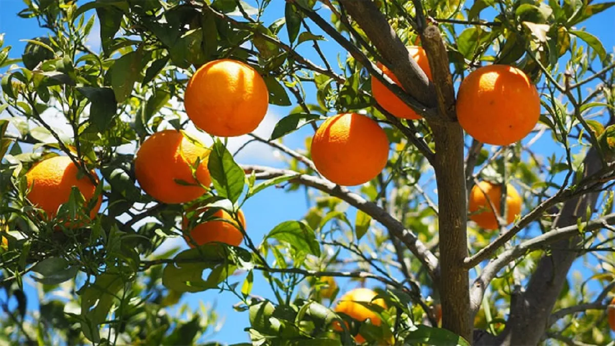 oranges- India TV Hindi