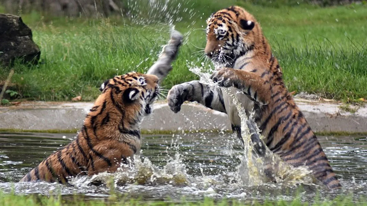 Tigers Fight, Tigers Fight Zoo, Male Female Tigers Fight, Tiger Fight Bilaspur- India TV Hindi