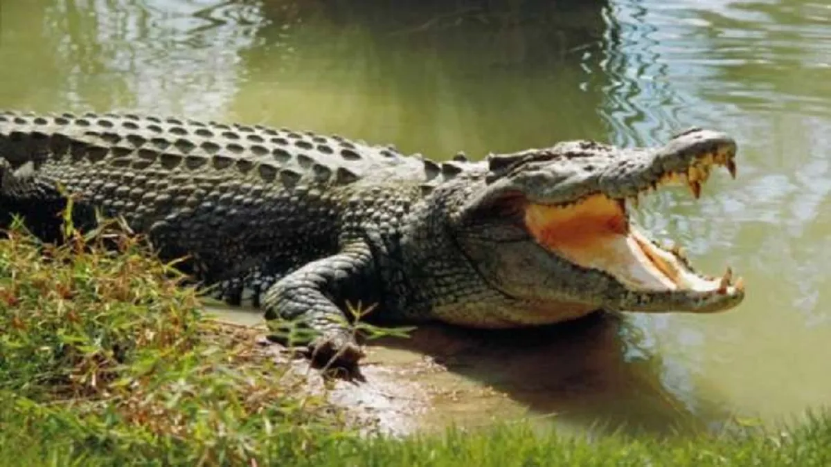 Crocodile ate 8 year old boy- India TV Hindi
