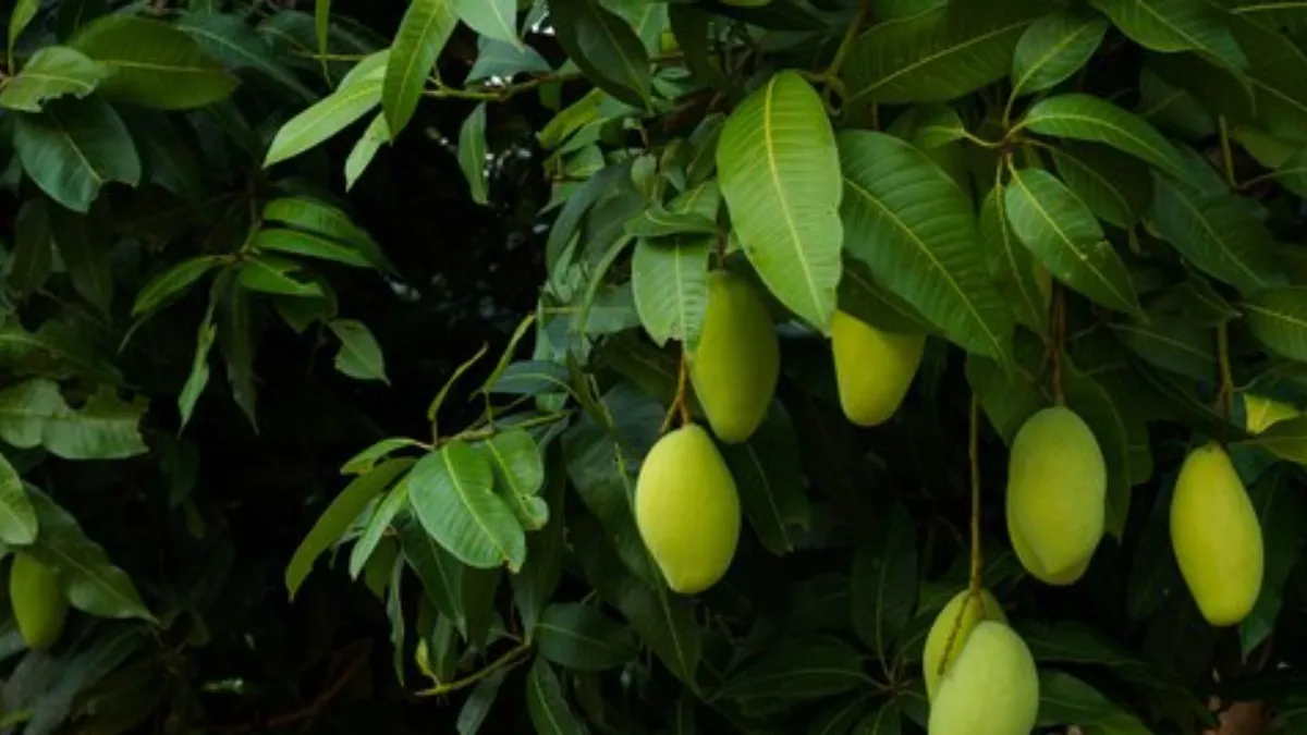 Mango Leaves For Diabetes - India TV Hindi