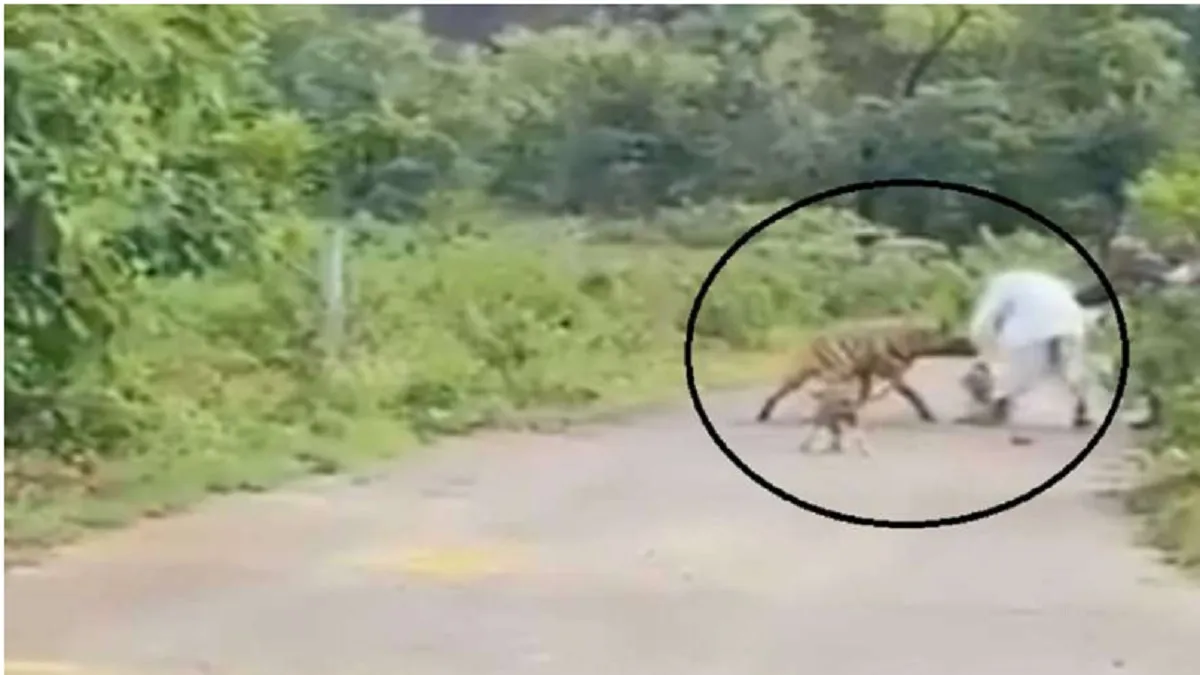 यूपी के बहराइच में बाघ ने किसान पर किया हमला- India TV Hindi