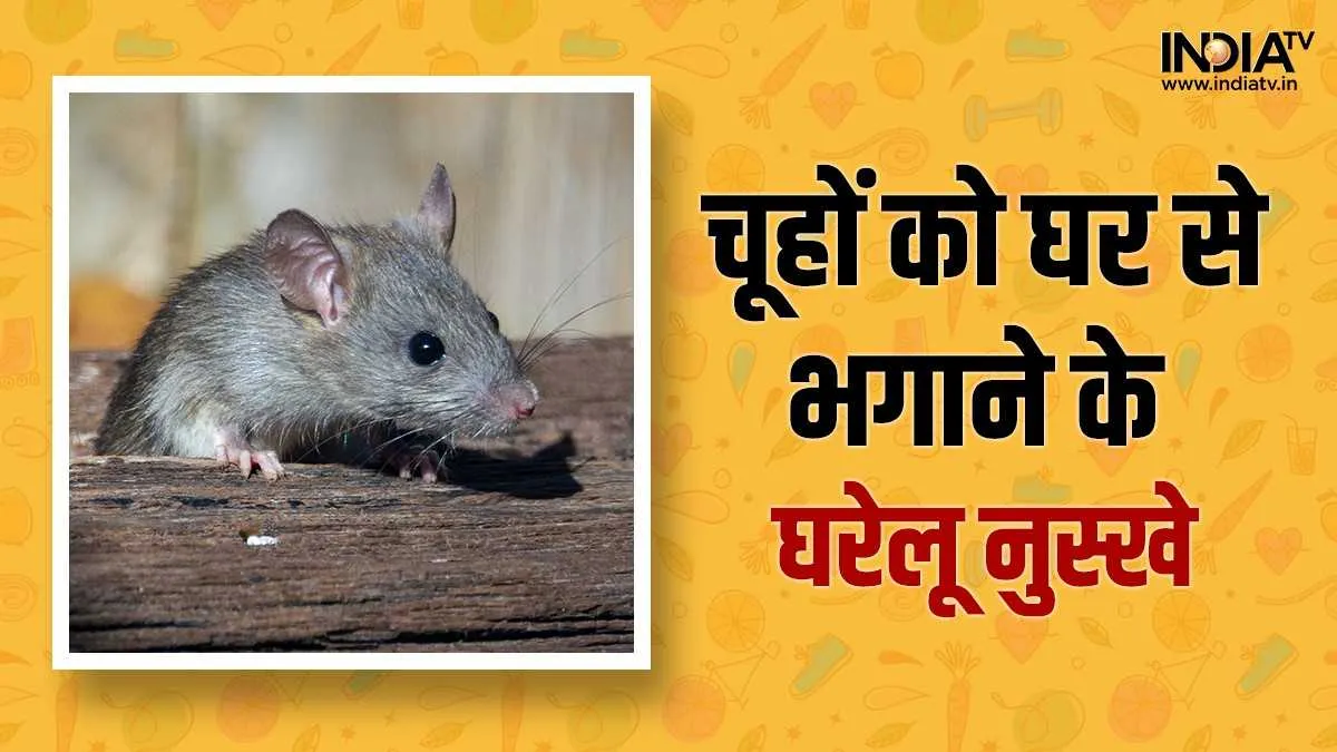 Tips To Get Rid Of Rat- India TV Hindi