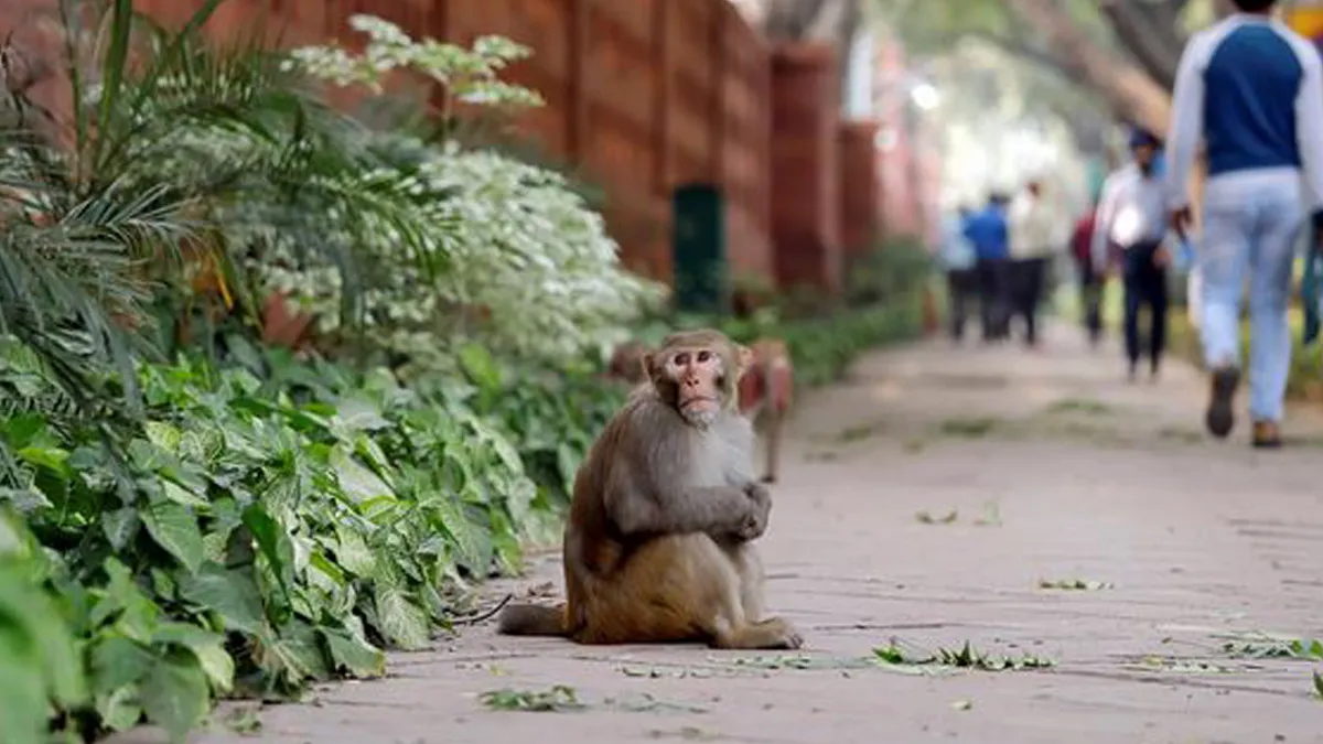 Monkey- India TV Hindi