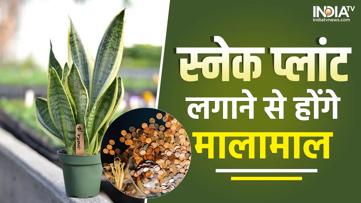 snake plant- India TV Hindi