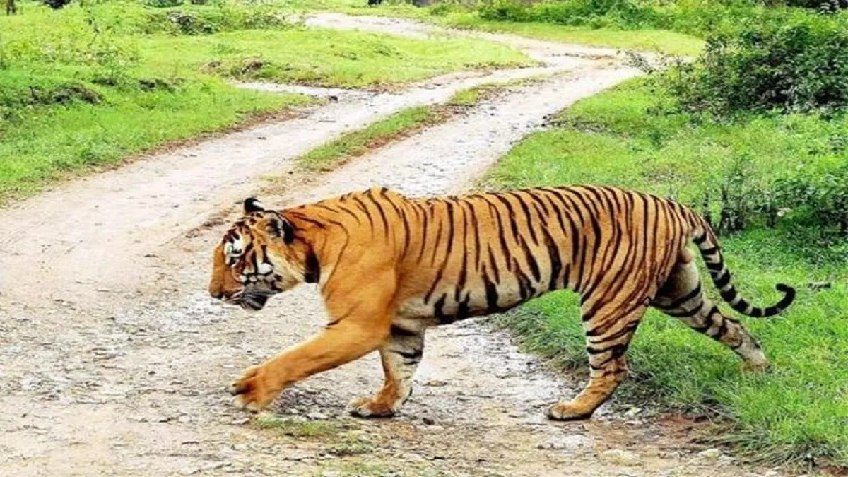 Tiger(Representational Image)- India TV Hindi