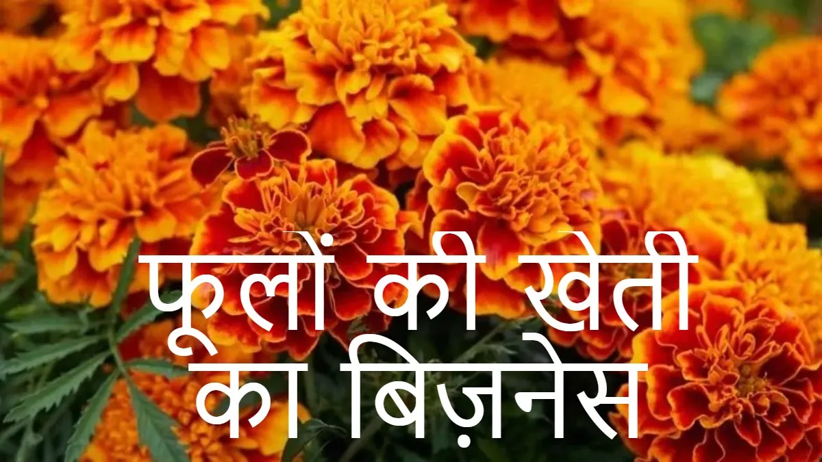 flower farming- India TV Hindi