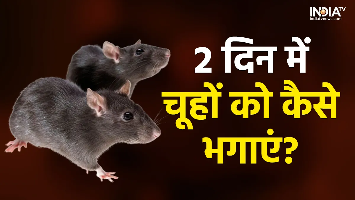 How to Get Rid of Rats- India TV Hindi