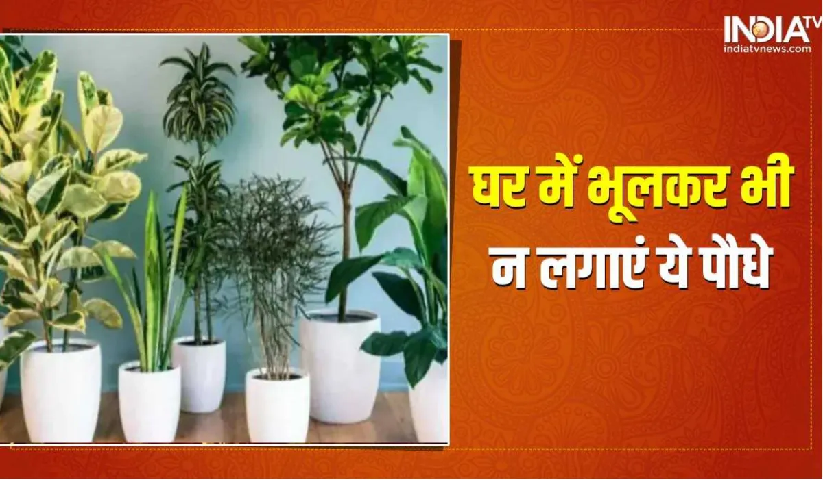 घर में न लगाएं ये पौधे- India TV Hindi