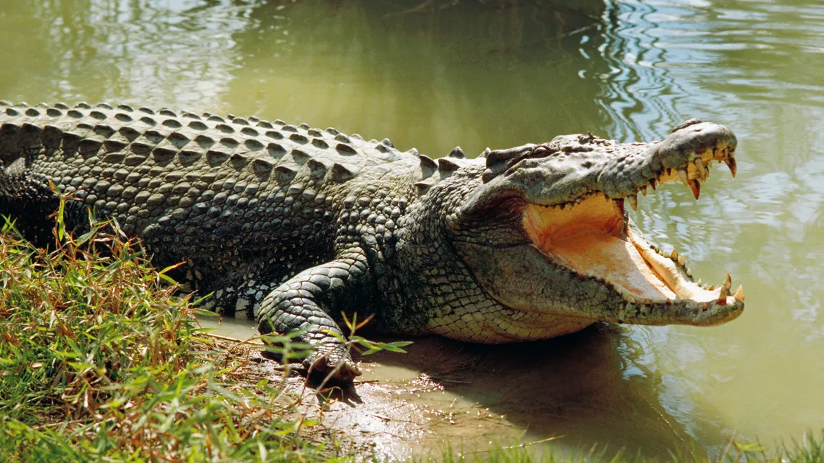 Crocodile- India TV Hindi