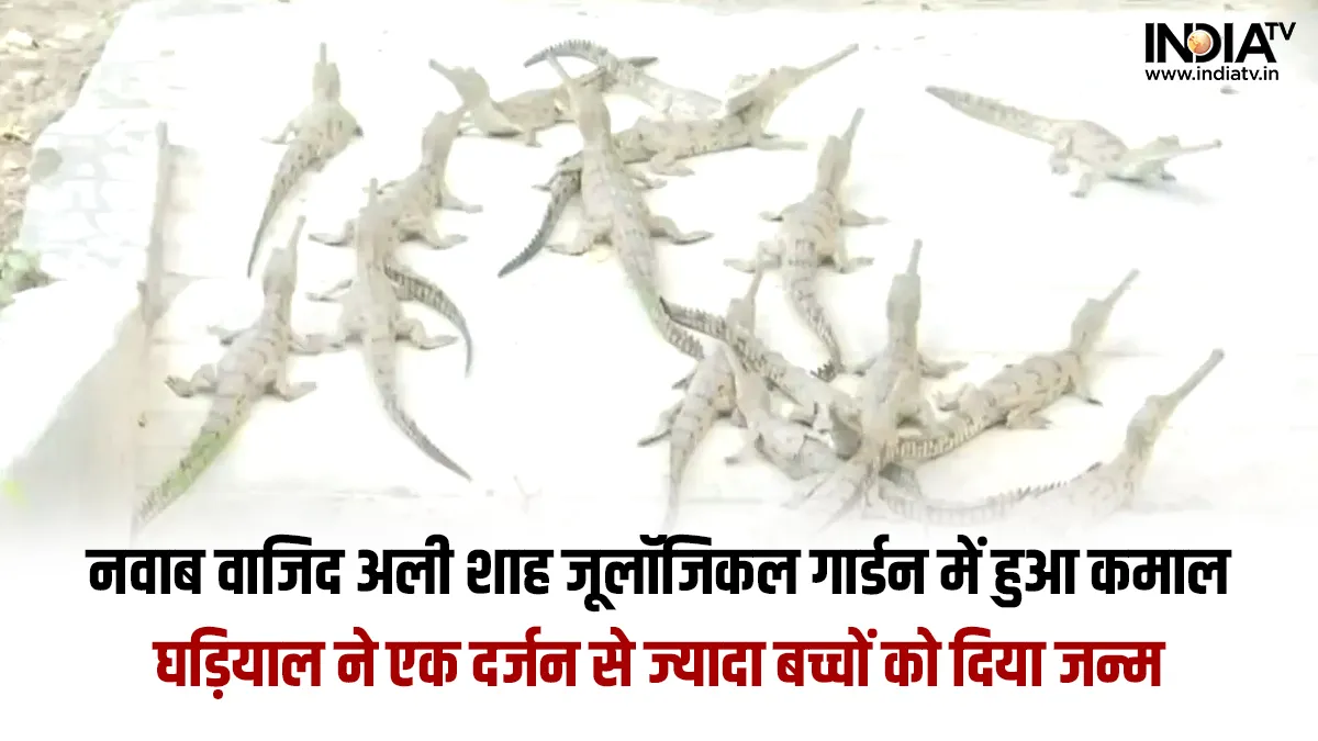 Gharial birth in Lucknow - India TV Hindi