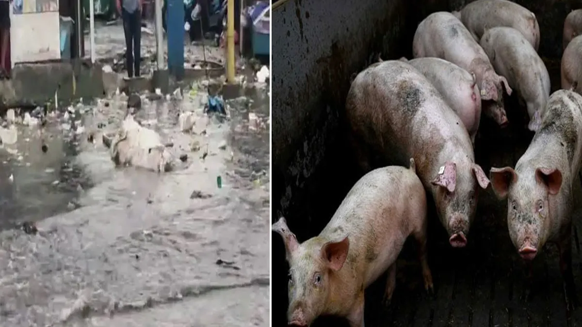Pigs- India TV Hindi