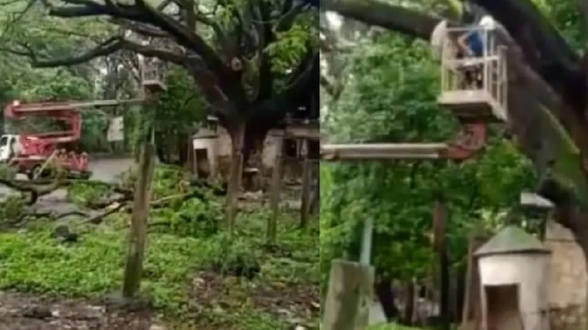 Tree trimming-pruning work underway in the Aarey colony- India TV Hindi