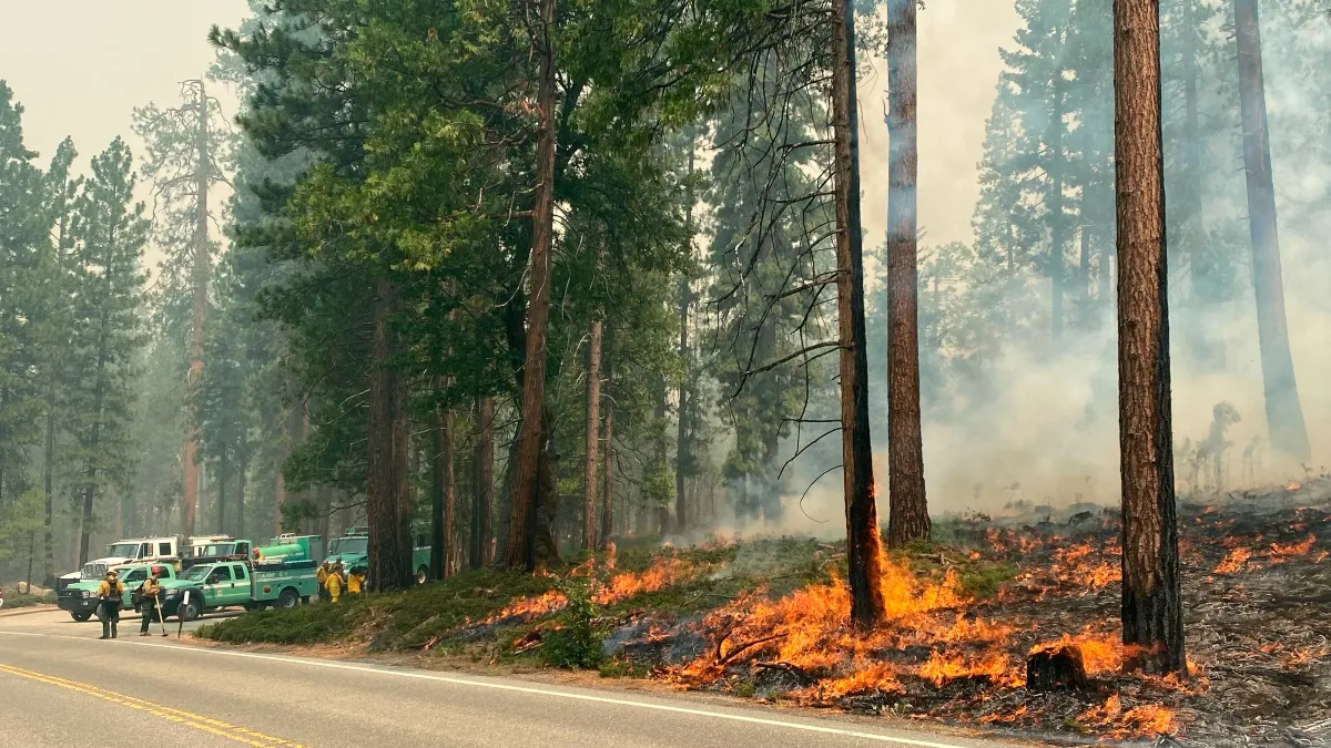 Sequoia Burning in Wildfire- India TV Hindi