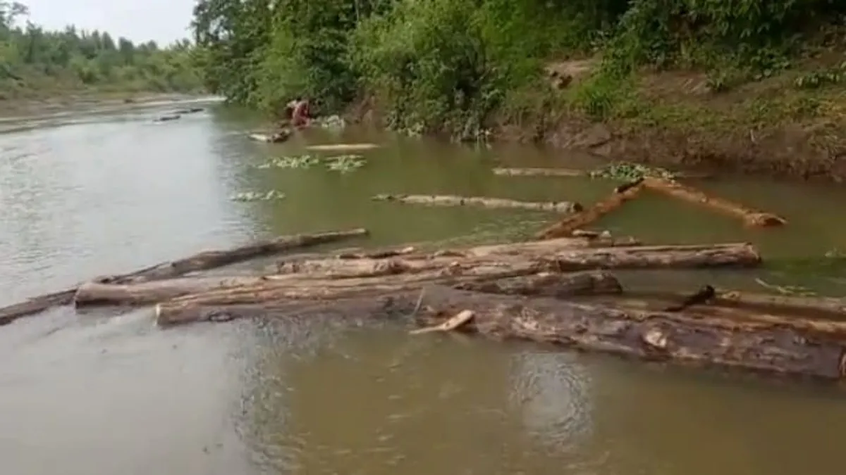 पुष्पा फिल्म की तर्ज पर नदी में बहाकर ले जा रहे थे सागौन की लकड़ी- India TV Hindi