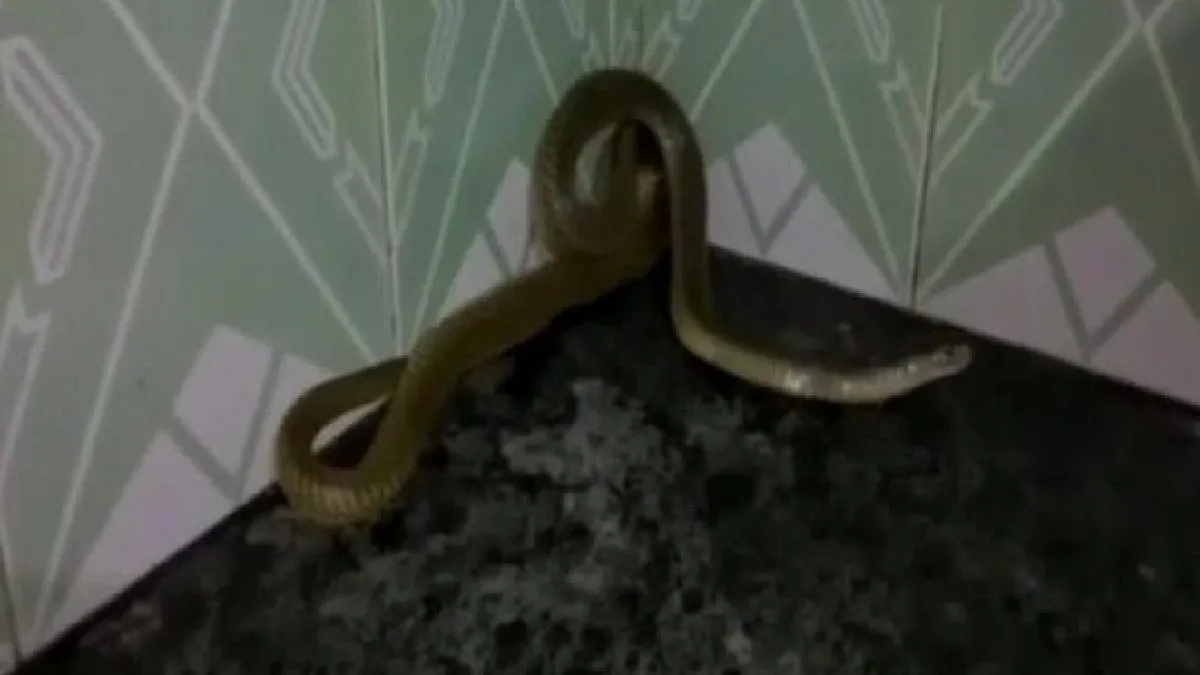 Snake- India TV Hindi