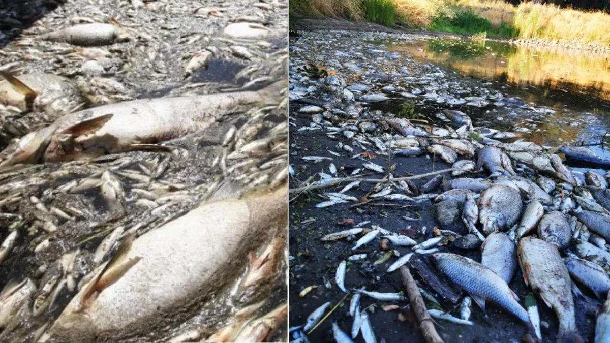Oder River Fish dead- India TV Hindi