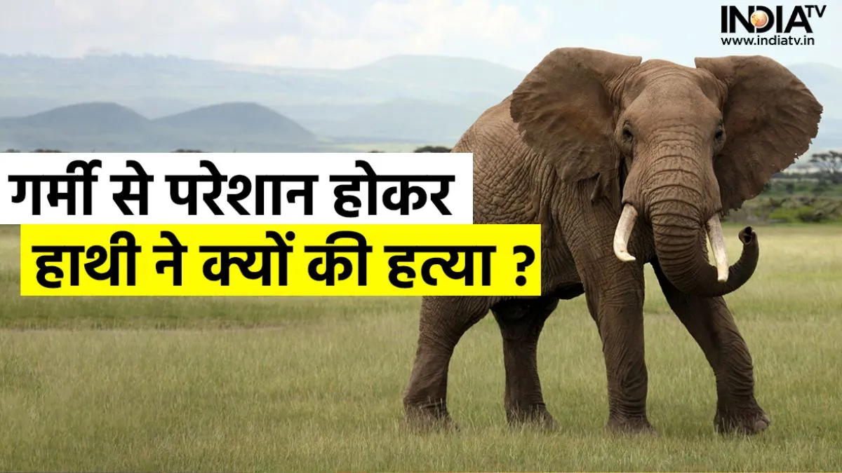 Elephant Attack in Thailand- India TV Hindi