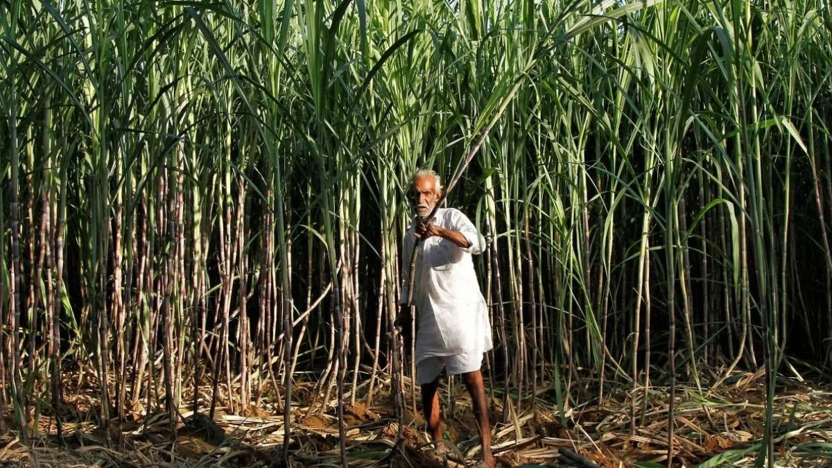 Sugarcane Farmers - India TV Paisa