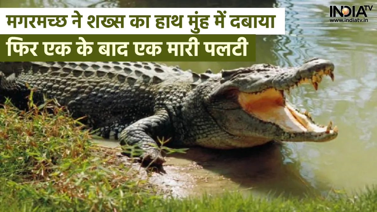 crocodile- India TV Hindi