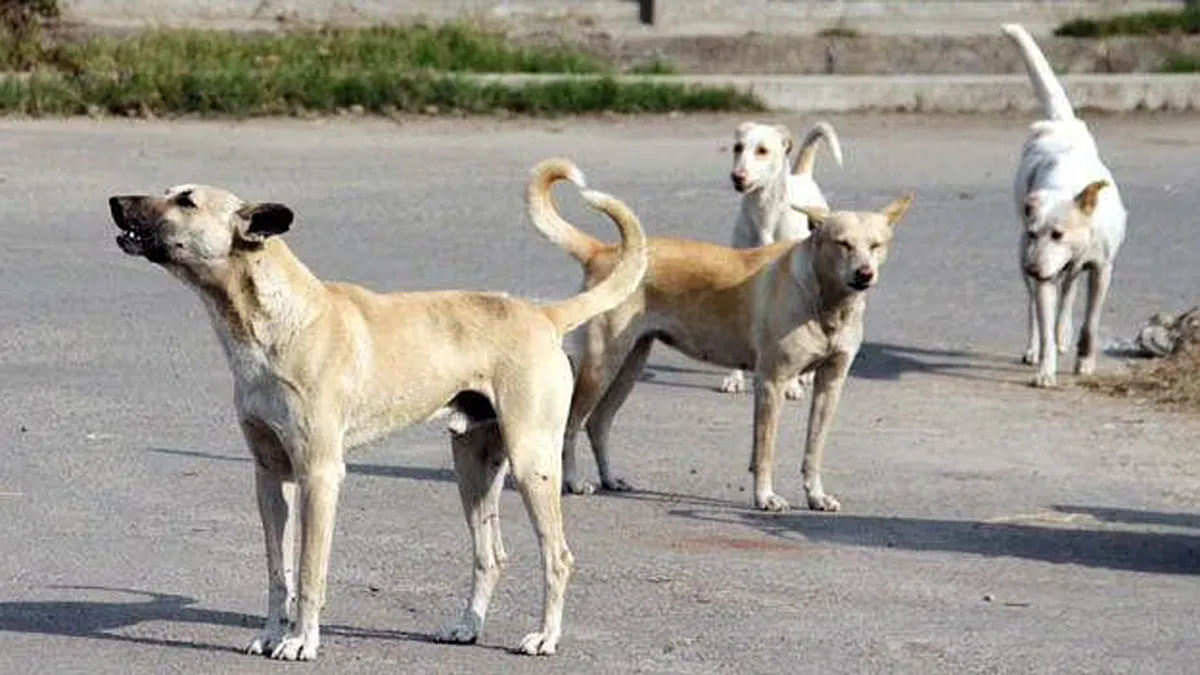 Stray Dogs Sterilization, Stray Dogs Sterilization Delhi, Delhi Stray Dogs Sterilization- India TV Hindi
