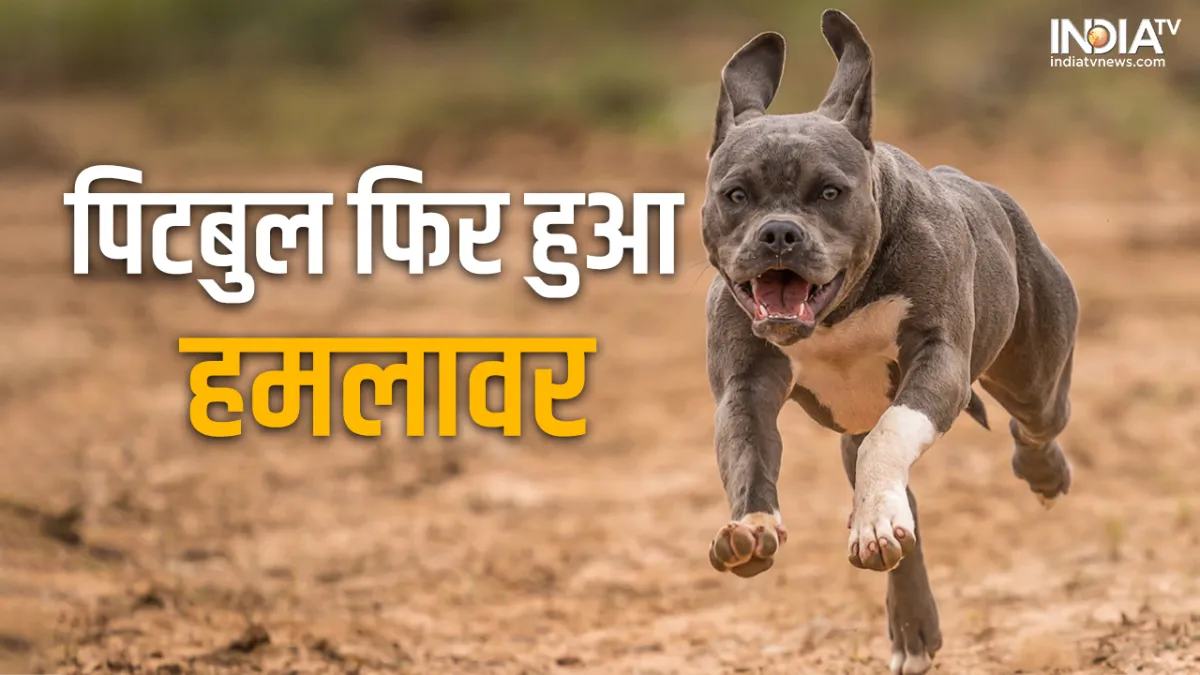 Pitbull dog- India TV Hindi