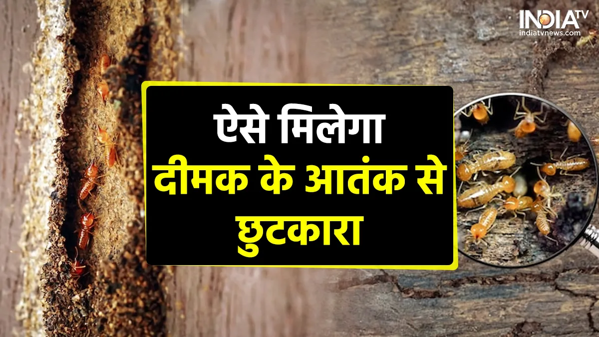 Termites Remedies- India TV Hindi