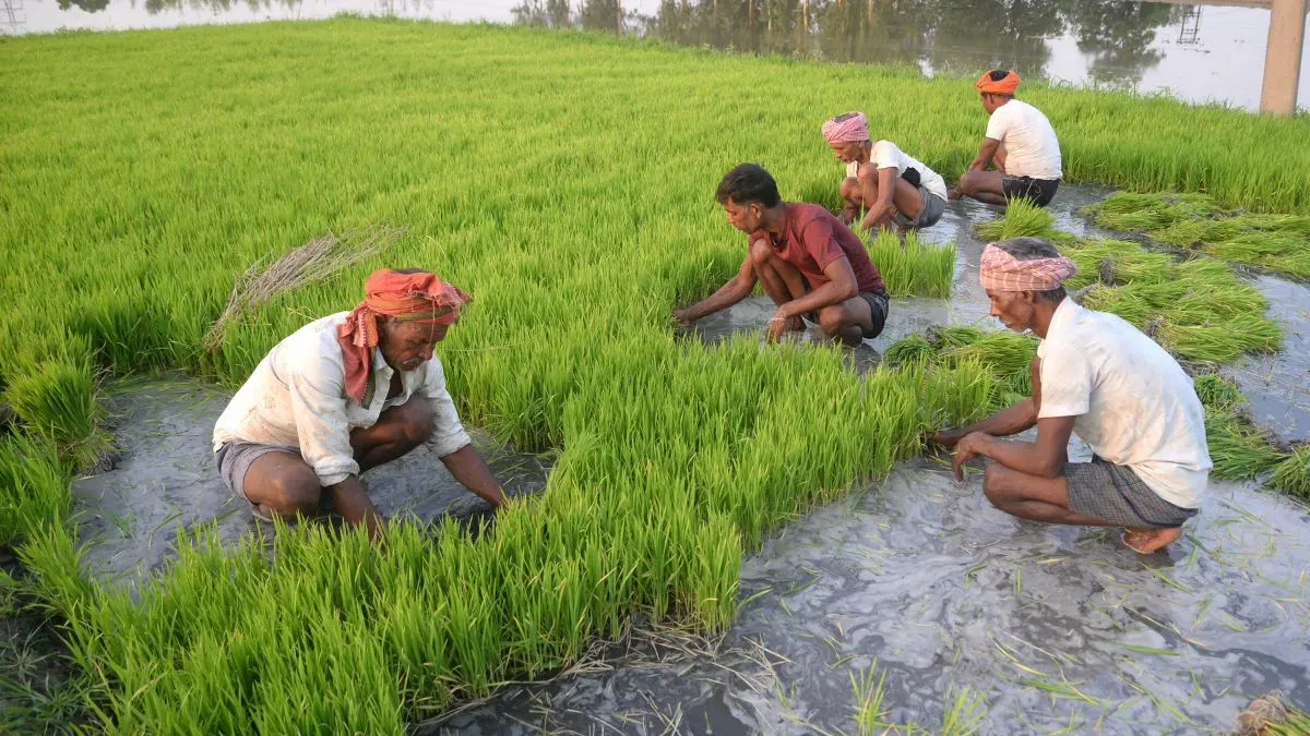 Paddy crop in 34000 hectares vulnerable to dwarf disease in Punjab- India TV Hindi