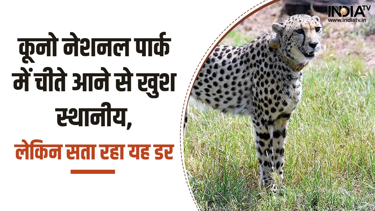 Cheetah in Kuno- India TV Hindi