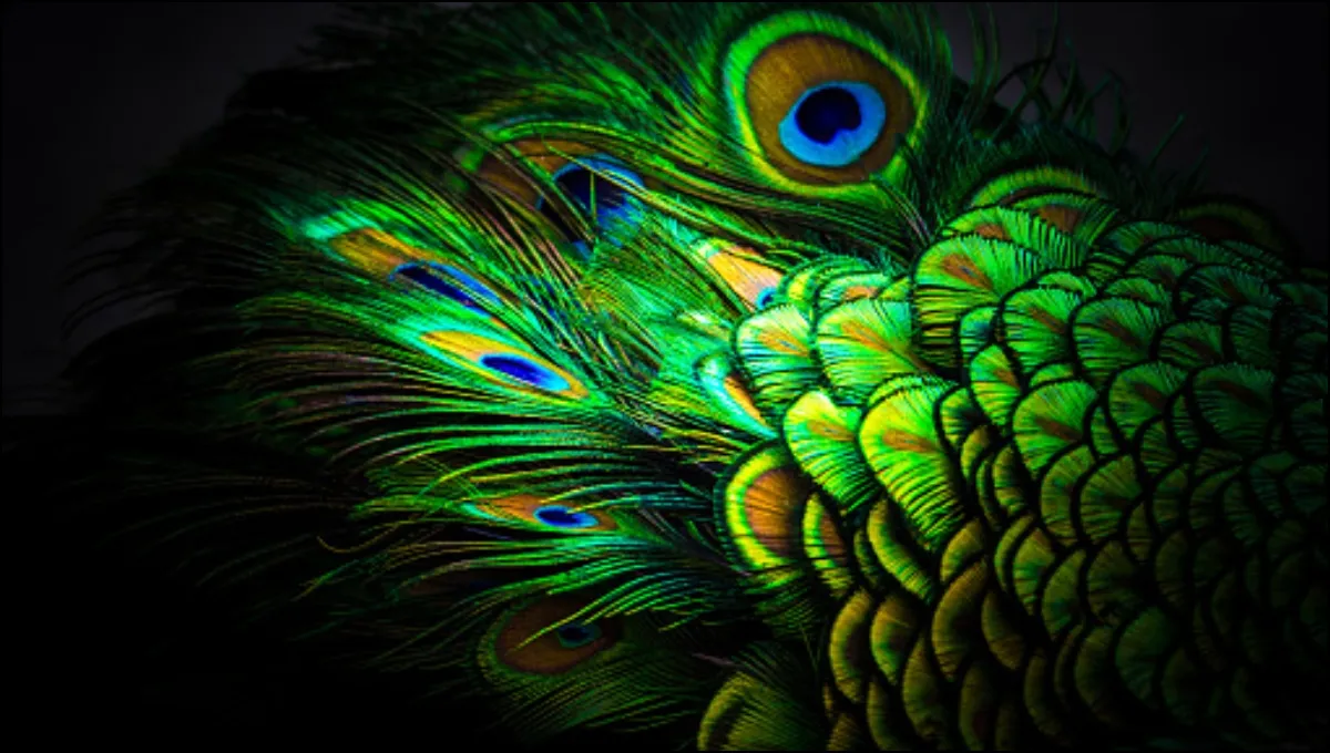 Peacock feather- India TV Hindi