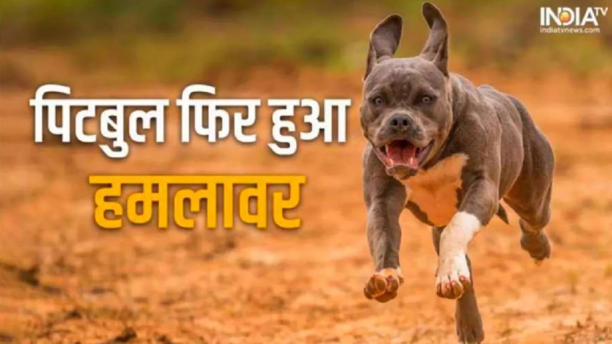 Pitbull Dog- India TV Hindi