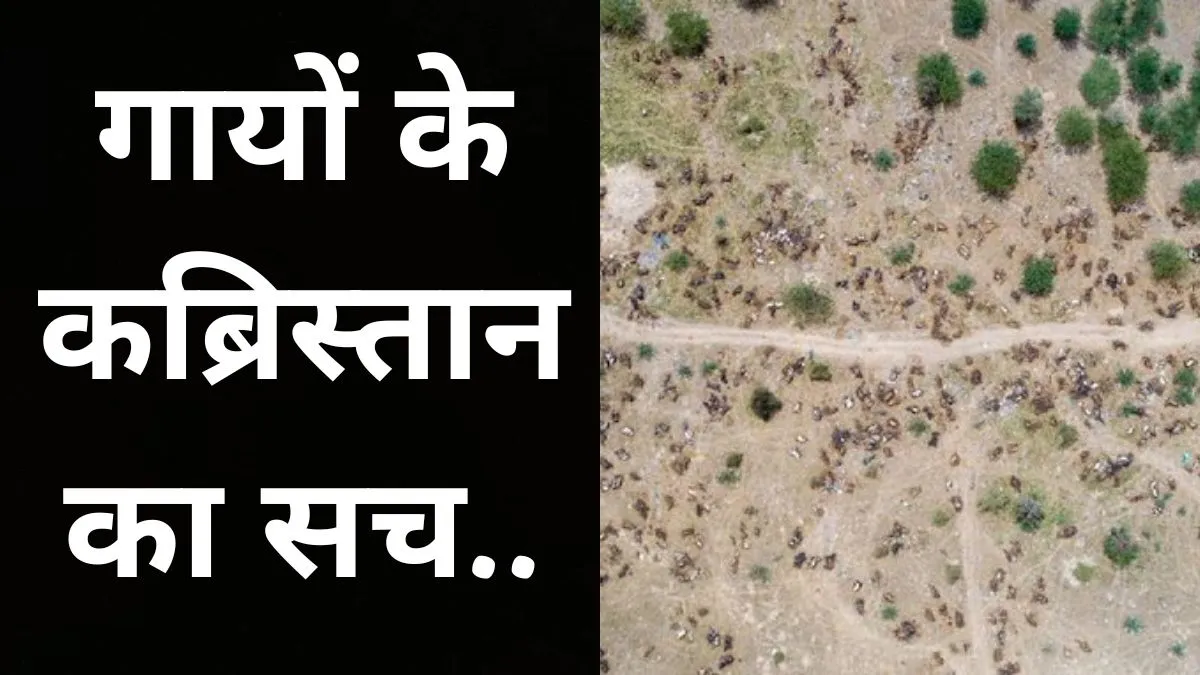 Rajasthan Cow Death.- India TV Hindi