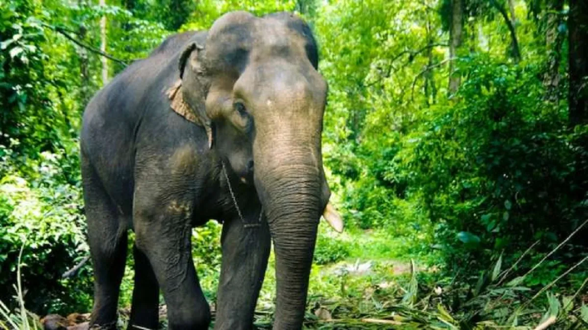 Elephant- India TV Hindi