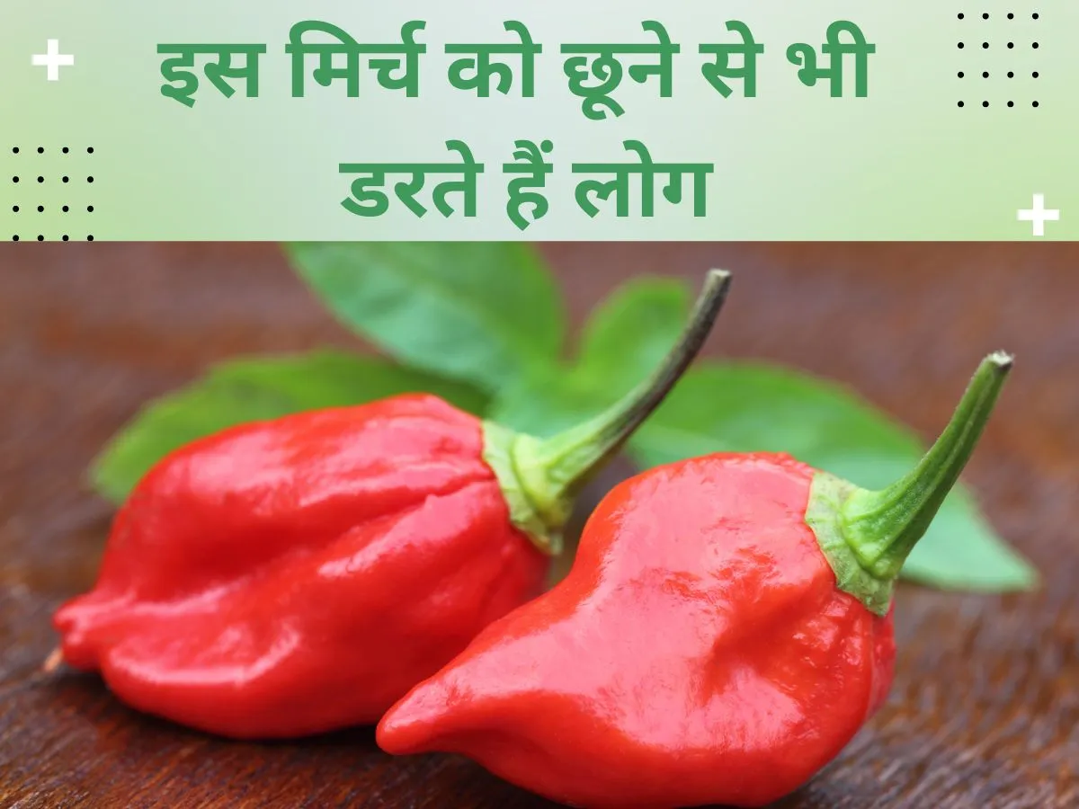 Hottest Chilli In India- India TV Hindi