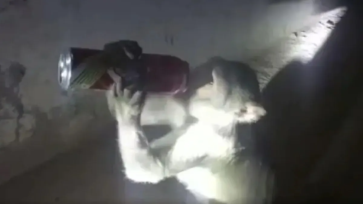 बंदर का शराब पीते हुए वीडियो वायरल - India TV Hindi