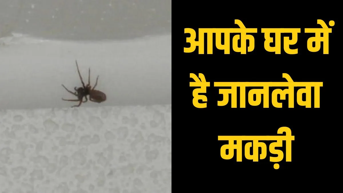 world most poisonous spider- India TV Hindi