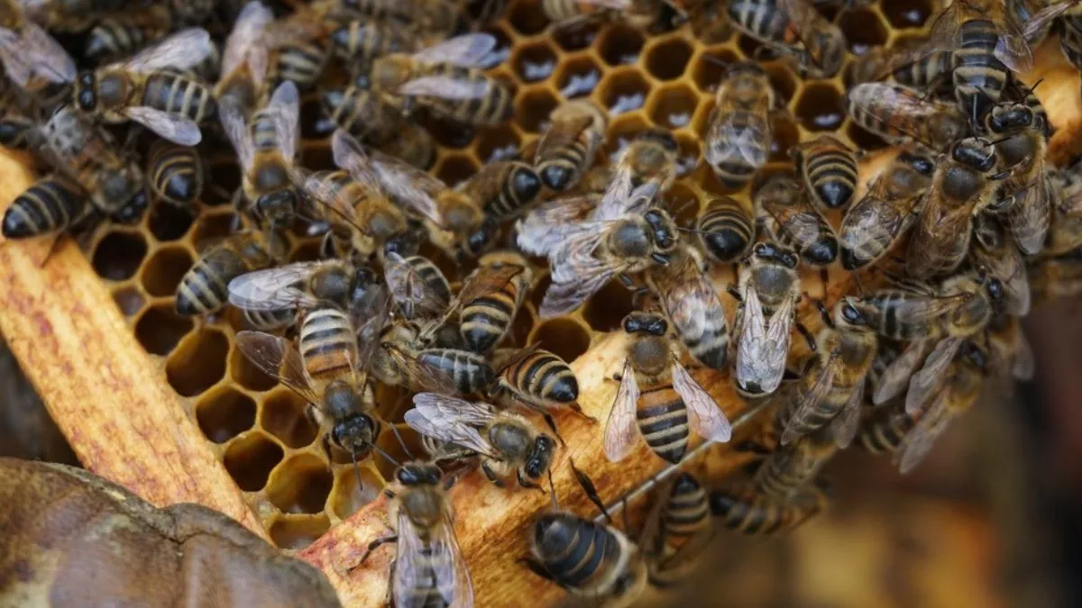 Bees Attack, Bees Attack Pilibhit, Bees Attack Killed, Bees Killed Man- India TV Hindi
