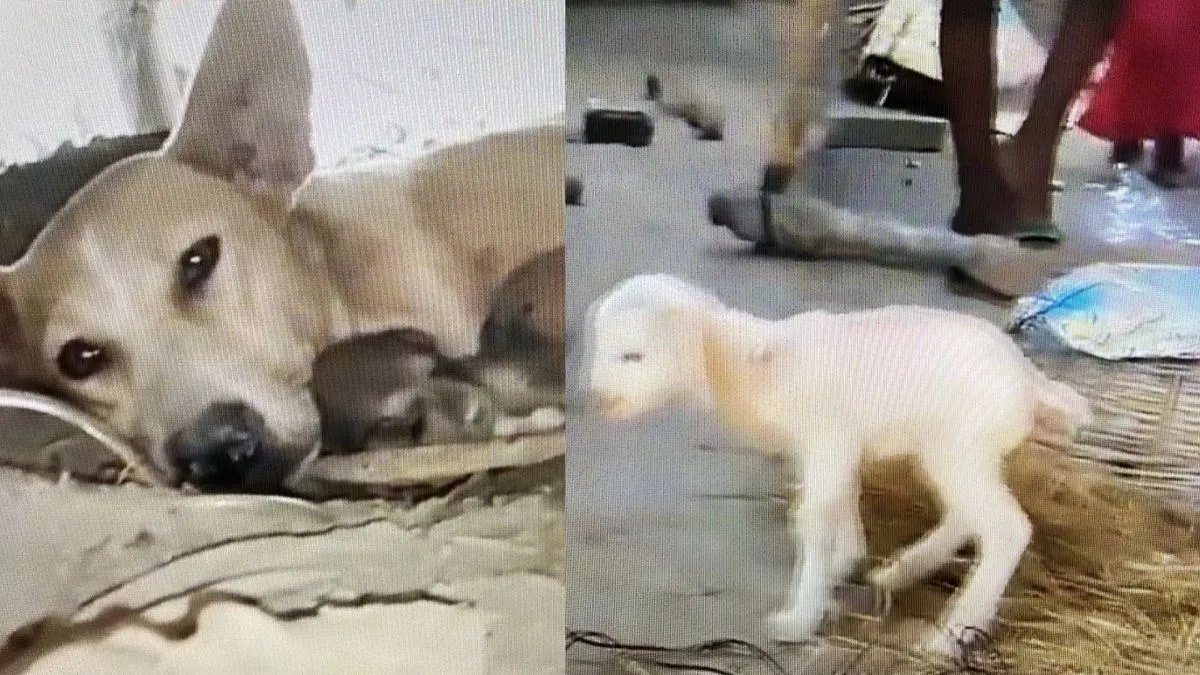 कुत्ते ने बकरी को जन्म दिया - India TV Hindi