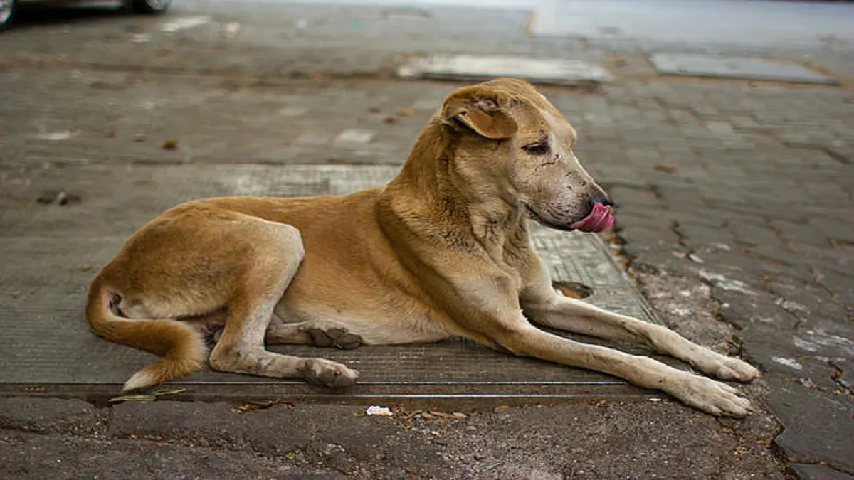 आवारा कुत्ता- India TV Hindi