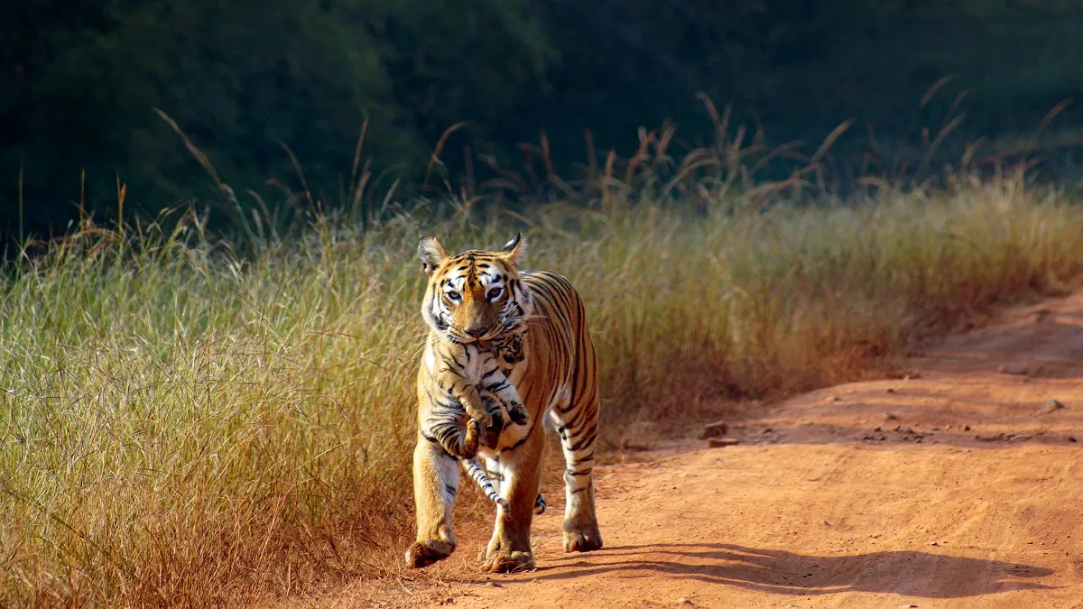 tiger- India TV Hindi