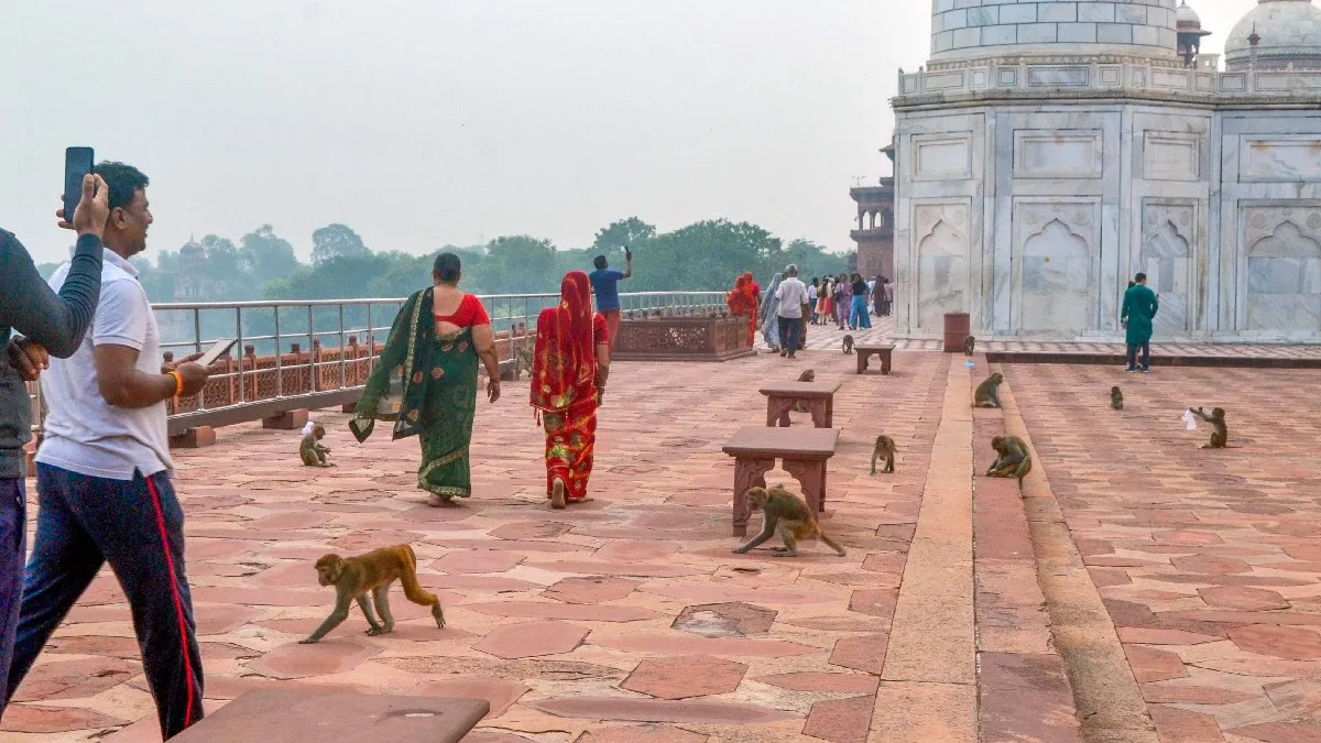 ताजमहल में बंदर - India TV Hindi