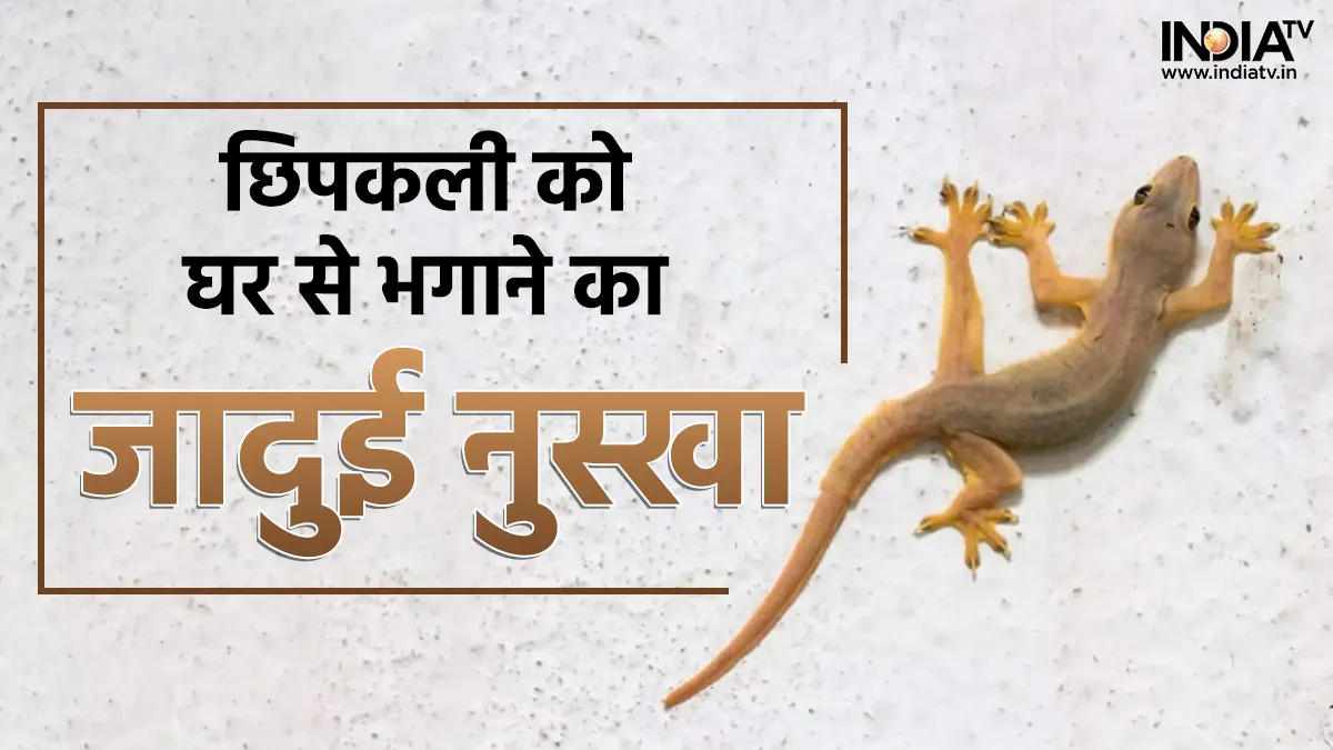 Home Remedies Tips To Get rid of Lizards- India TV Hindi