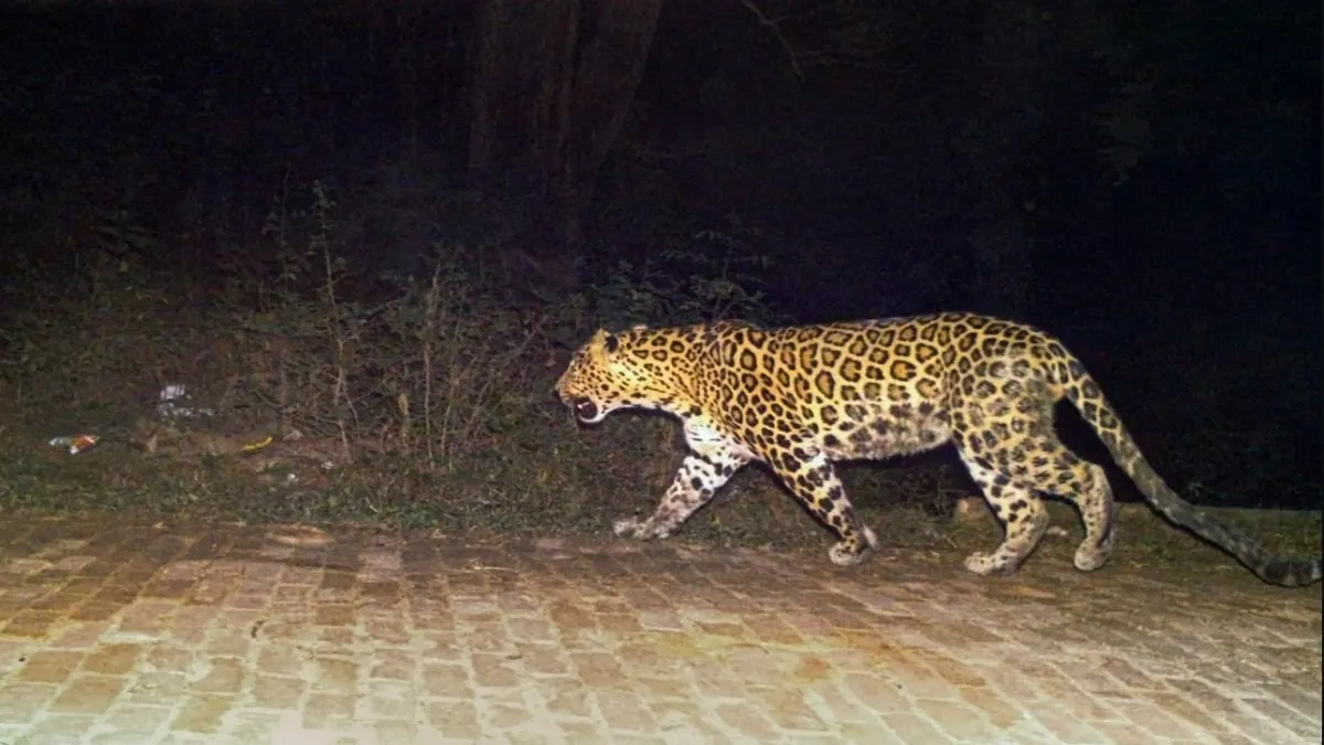 leopard- India TV Hindi