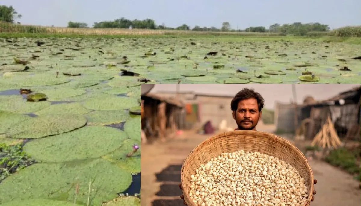 मखाना की खेती- India TV Paisa
