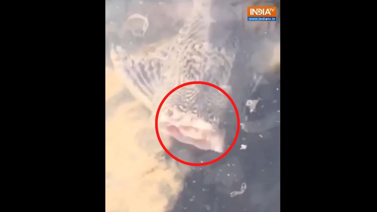  beheaded fish- India TV Hindi