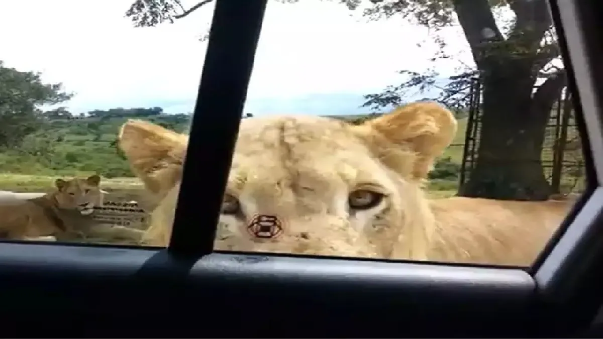 दांत से कार का दरवाजा खोलते हुए शेरनी।- India TV Hindi
