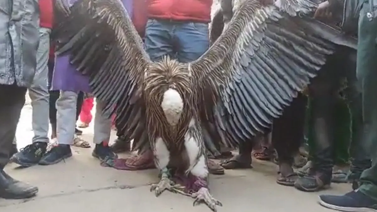 Himalayan Griffon Vulture Viral Video- India TV Hindi